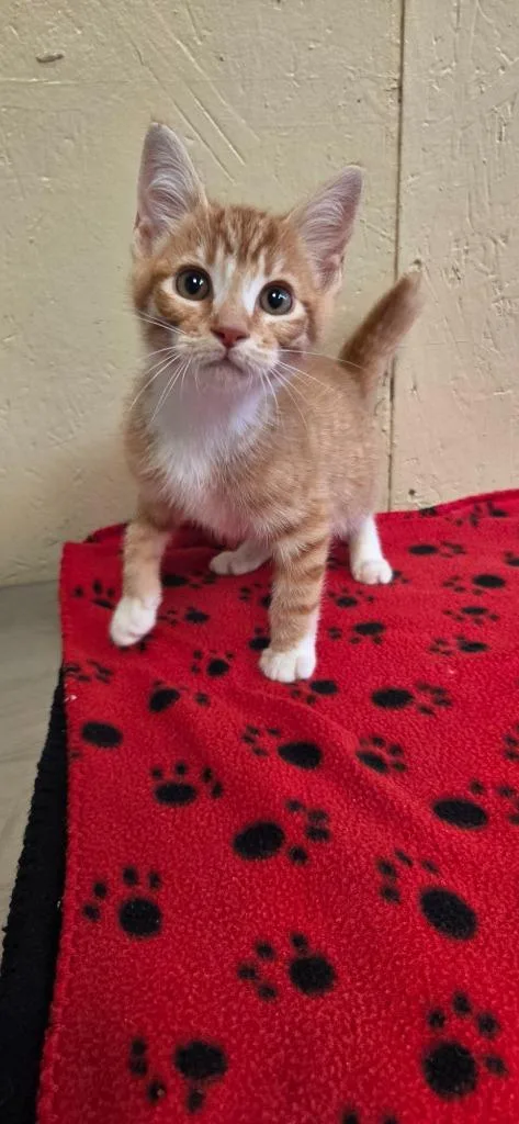 A baby small-sized male Domestic Short Hair cat named Carrot Top for adoption in Shelbyville, TN