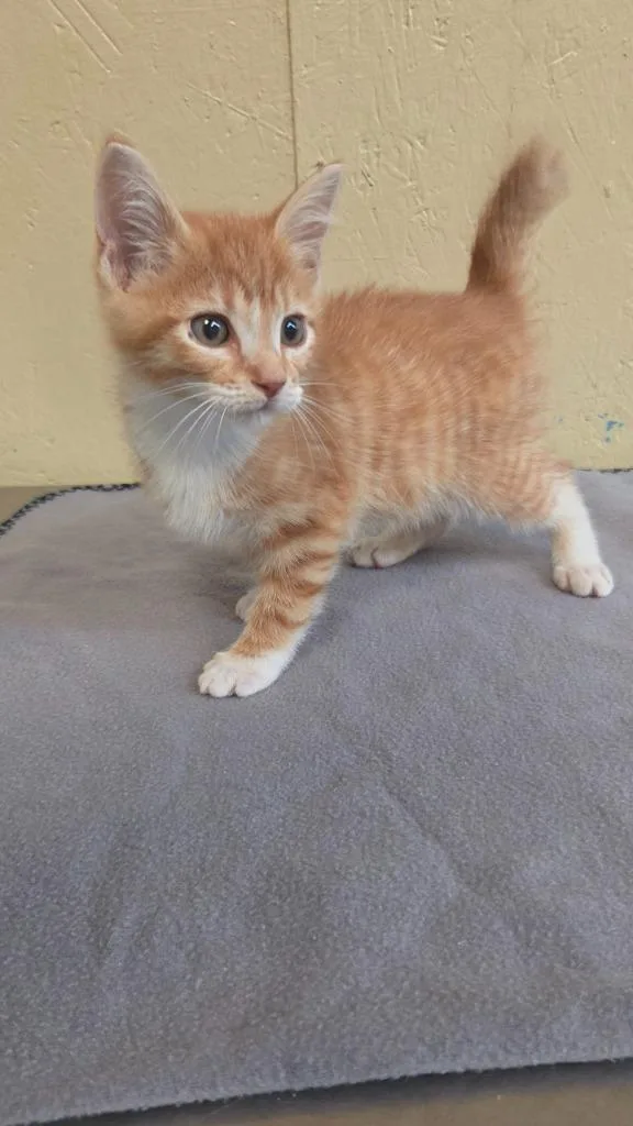 Carrot Top thumbnail 5