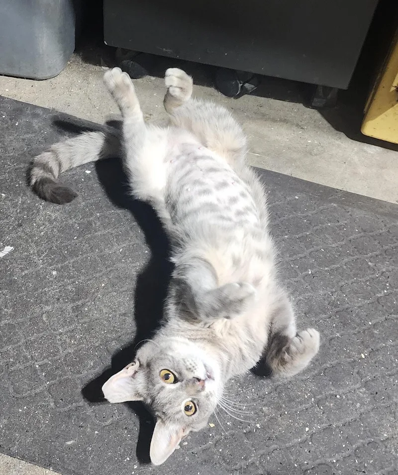 An adult medium-sized female Tabby (Gray / Blue / Silver) Domestic Short Hair cat named Halo Ridgewood for adoption in Philadelphia, PA