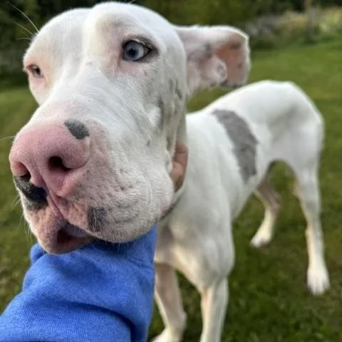 A baby large-sized female Great Dane dog named Effie for adoption in Akron, OH