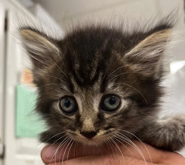 A baby small-sized male Domestic Medium Hair cat named Pinocchio for adoption in Lavonia, GA