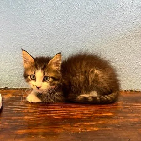 A baby small-sized female White Domestic Medium Hair cat named Super Spy for adoption in Bastrop, TX