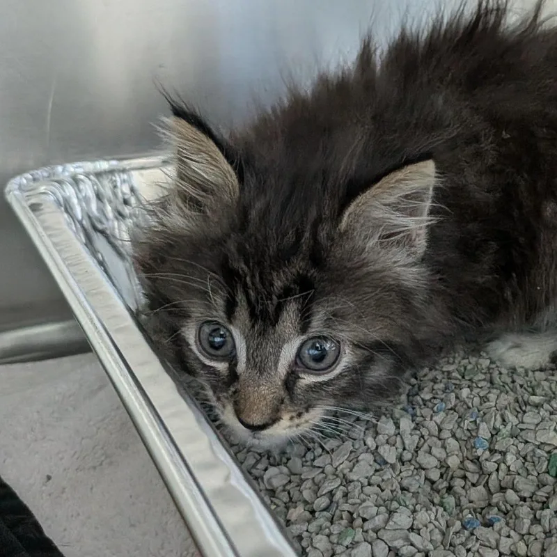 A baby small-sized female Brown / Chocolate Domestic Long Hair cat named Augusta for adoption in Matteson, IL