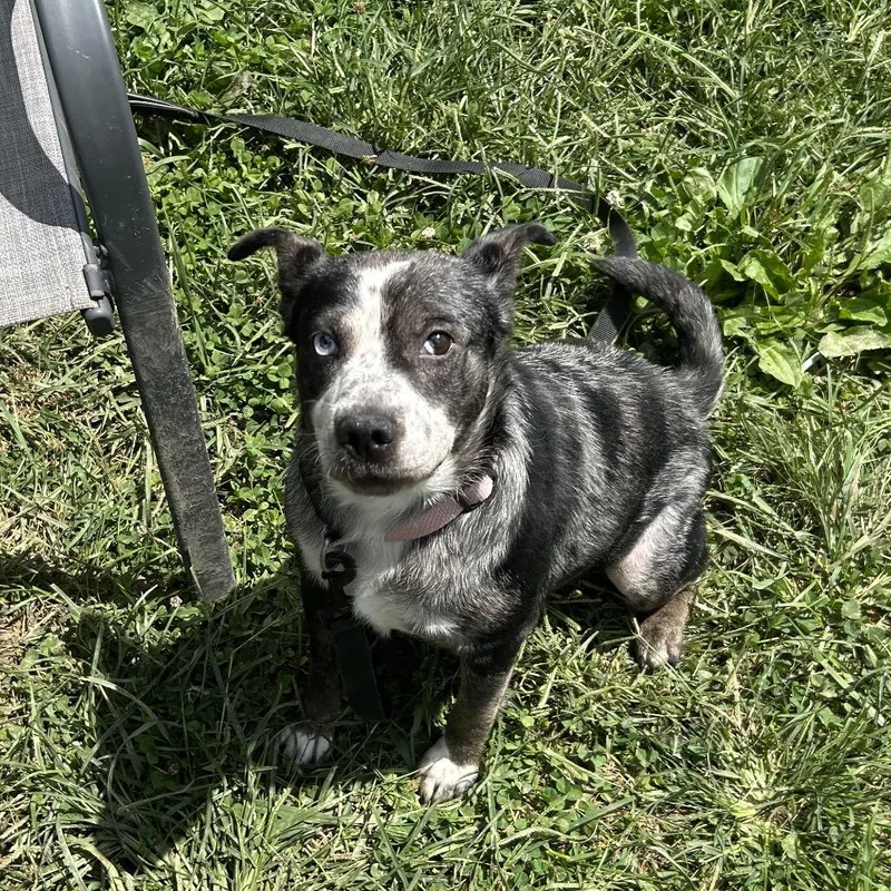 An adult medium-sized female Black Cattle Dog dog named Eulalie for adoption in Marion, VA