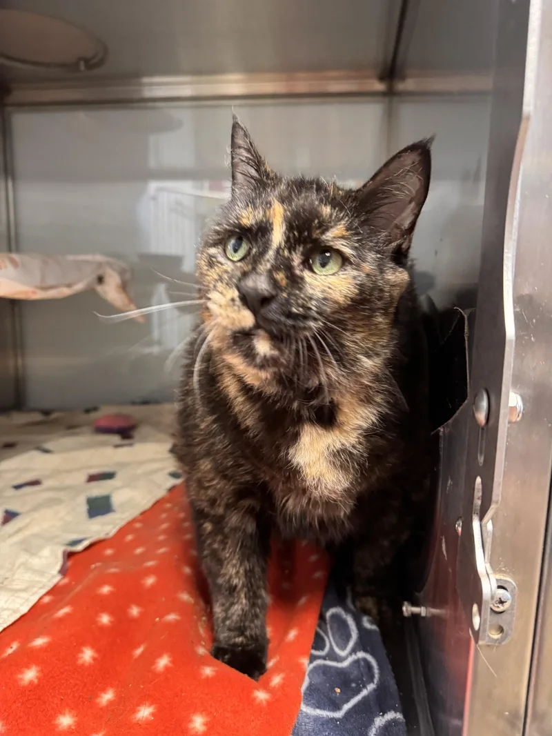A senior extra large-sized female Tortoiseshell Domestic Short Hair cat named Winnifred for adoption in Midland, MI