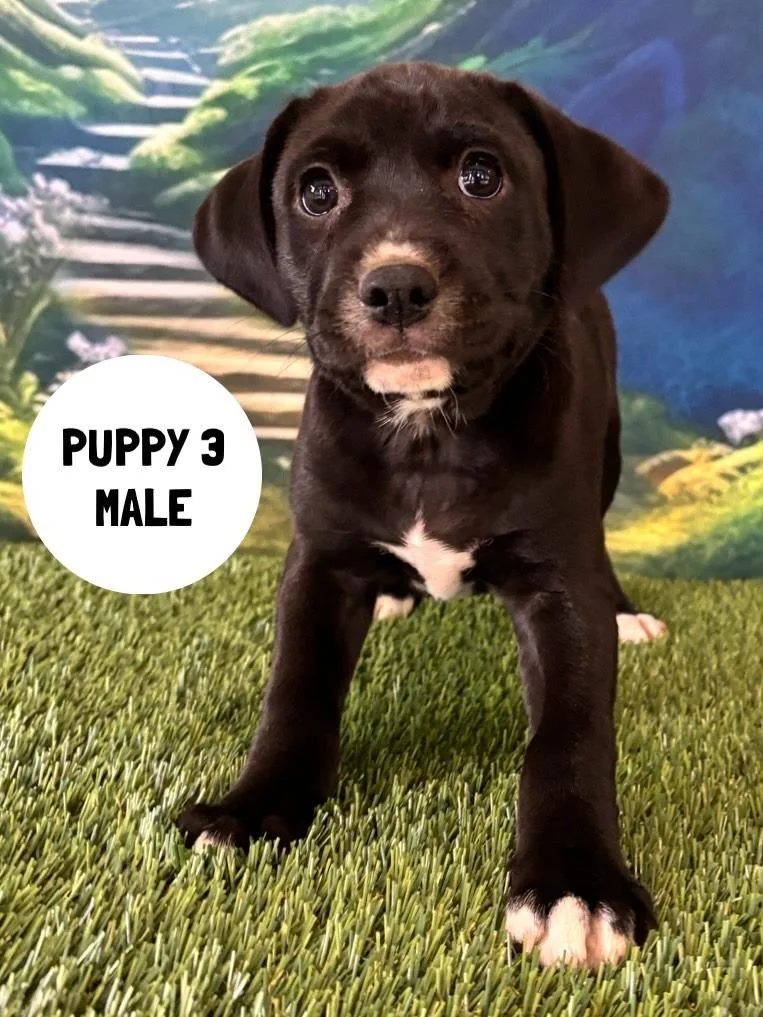 A baby small-sized male Labrador Retriever dog named Emile for adoption in Rutherfordton, NC