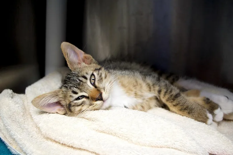 A baby medium-sized male Domestic Long Hair cat named Griffin for adoption in Shoreline, WA