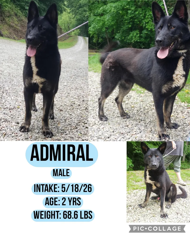 An adult large-sized male German Shepherd Dog dog named Admiral for adoption in Staffordsville, KY