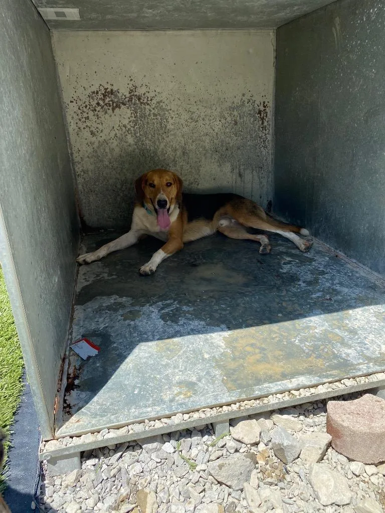 A young medium-sized male Hound dog named Pizza for adoption in Morgantown, KY