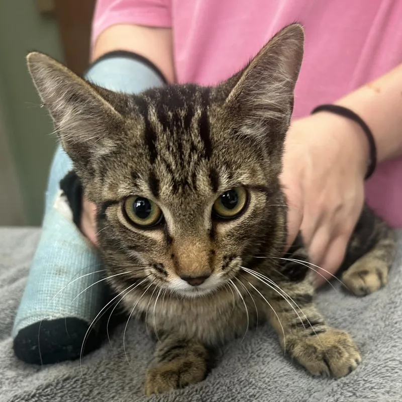 A baby small-sized male Brown / Chocolate Domestic Short Hair cat named Bronco for adoption in West Point, MS