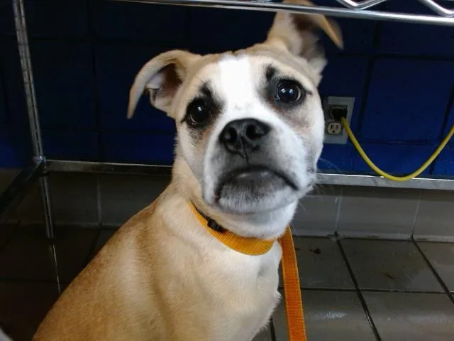 A young medium-sized male Boxer dog named Carrot for adoption in Albuquerque, NM