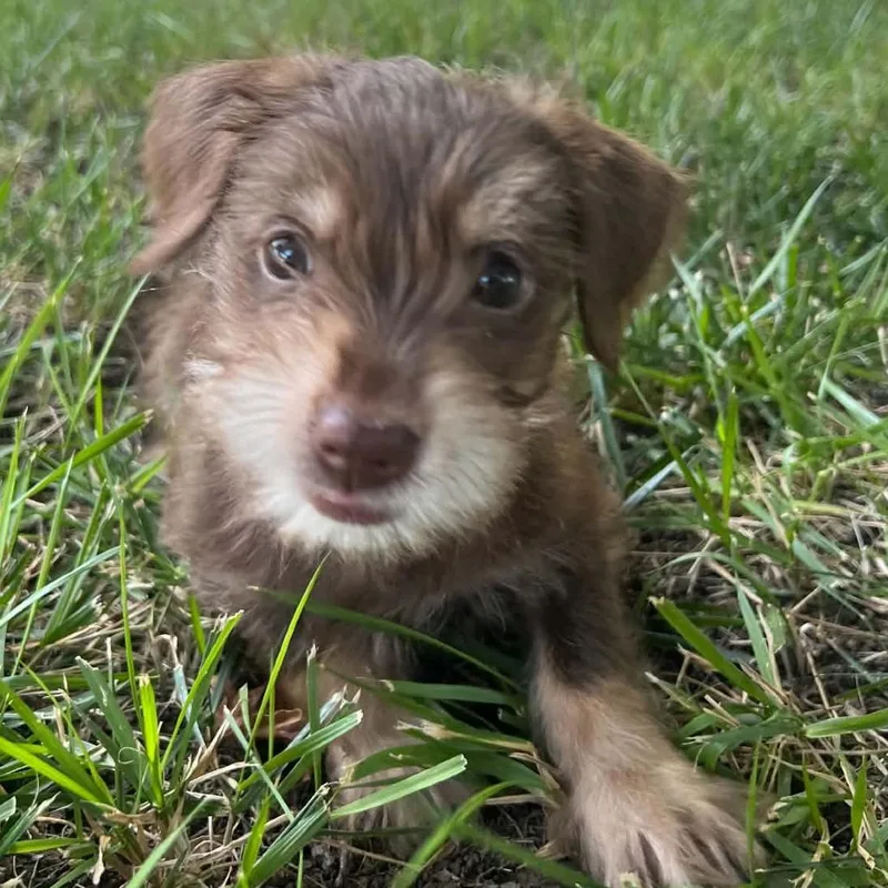 A baby small-sized male White / Cream Terrier dog named Clifford for adoption in Olathe, KS
