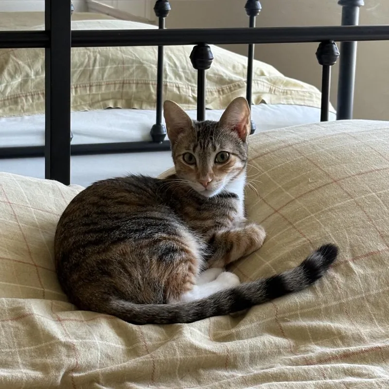 A young medium-sized female Calico Domestic Short Hair cat named Aubrey Chino Hills for adoption in Chino Hills, CA