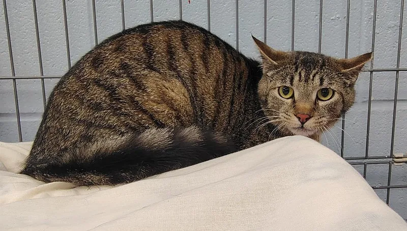 A baby small-sized male Domestic Short Hair cat named Kramer for adoption in Saint Clairsville, OH