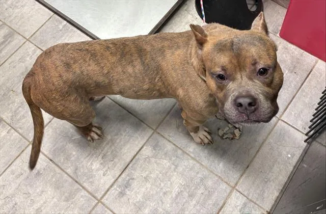 An adult large-sized male American Staffordshire Terrier dog named Dennis for adoption in Grand Prairie, TX