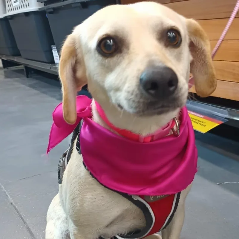 A young small-sized female Beagle dog named Aris for adoption in Orange, CA