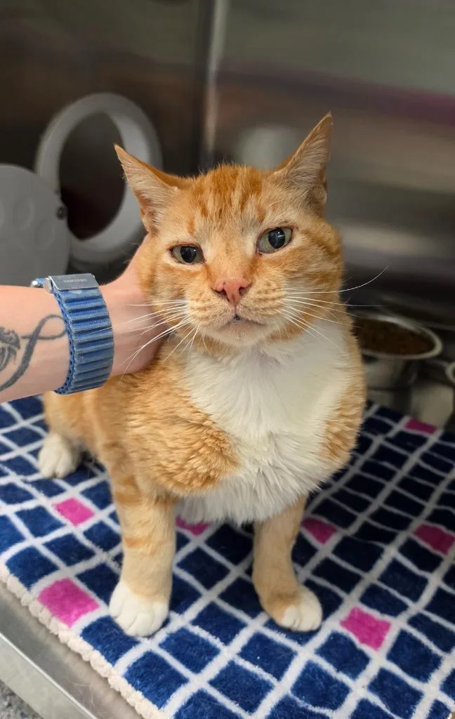 A senior large-sized male Domestic Short Hair cat named Wesley for adoption in Athens, TN