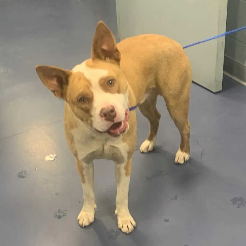 An adult medium-sized male Yellow / Tan / Blond / Fawn Mixed Breed dog named Tristan for adoption in Greensboro, NC