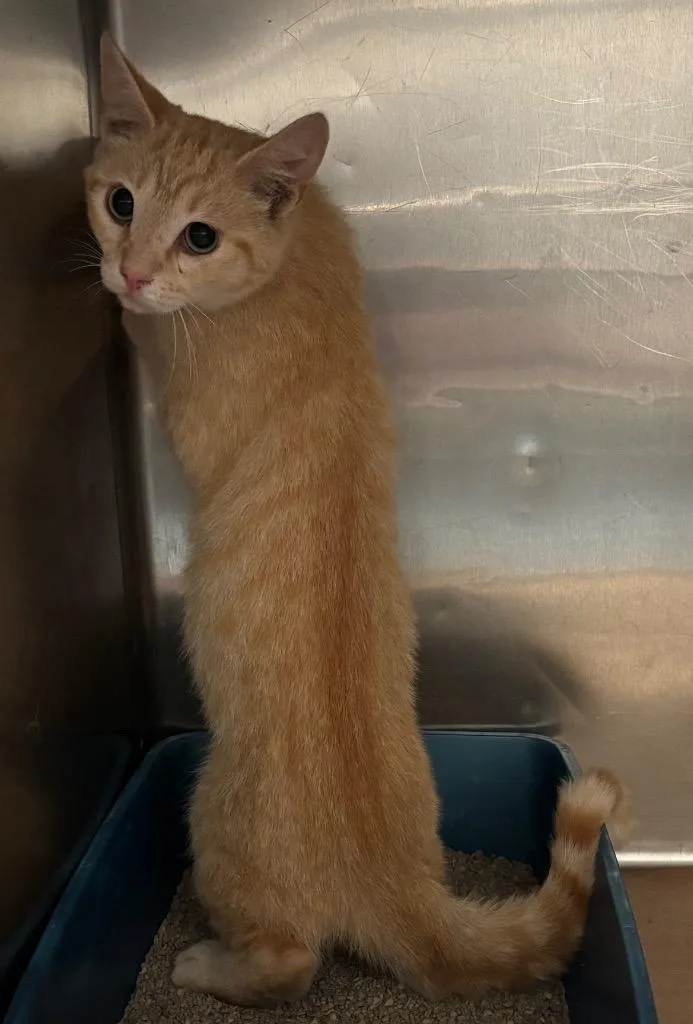 A young large-sized male Domestic Short Hair cat named Diana for adoption in Cartersville , GA