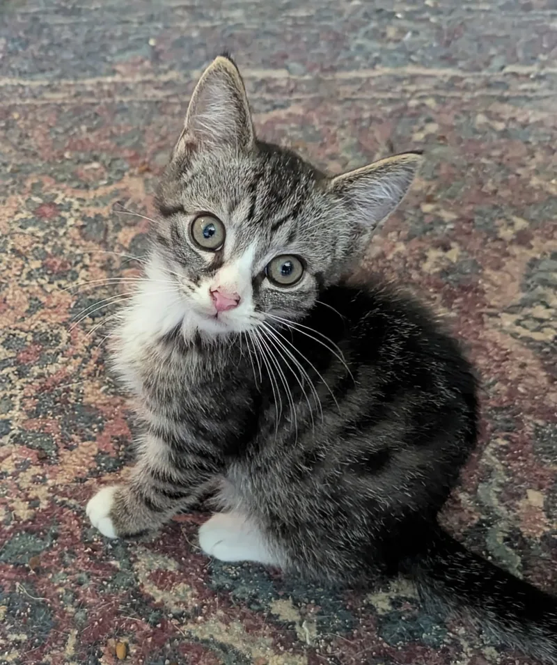 A baby medium-sized female Tabby (Gray / Blue / Silver) Tabby cat named Baby Girl for adoption in Export, PA