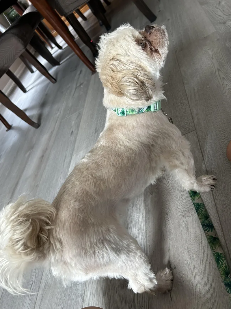 An adult small-sized male Pekingese dog named Bentley for adoption in Crystal Lake, IL