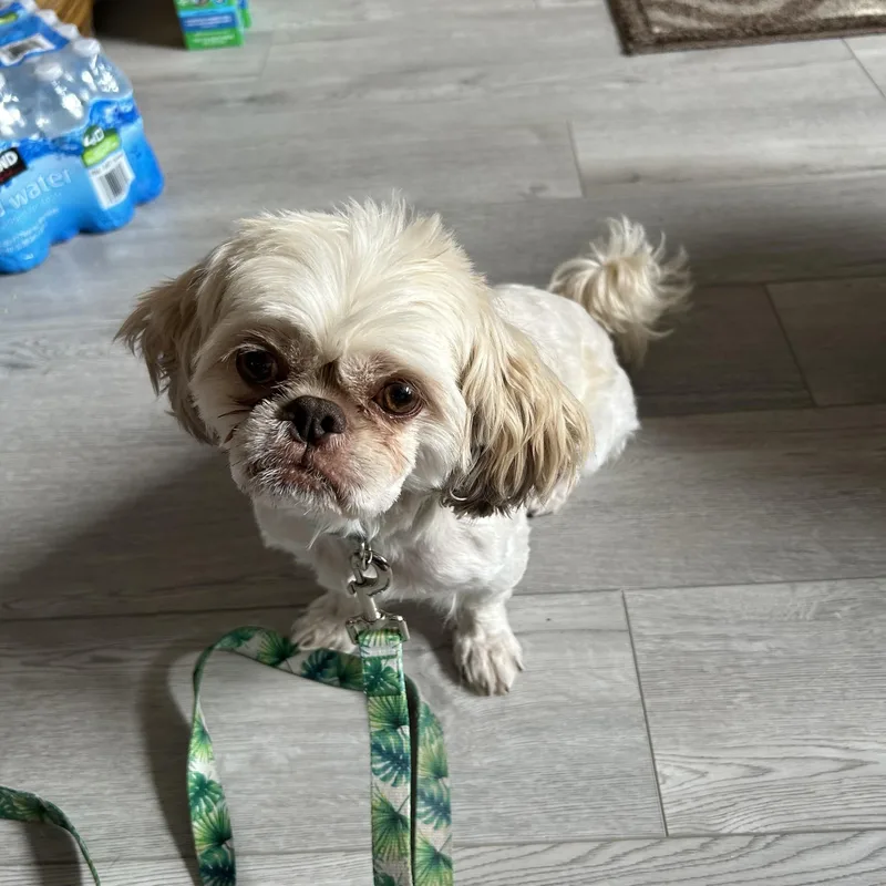 Bentley thumbnail 2