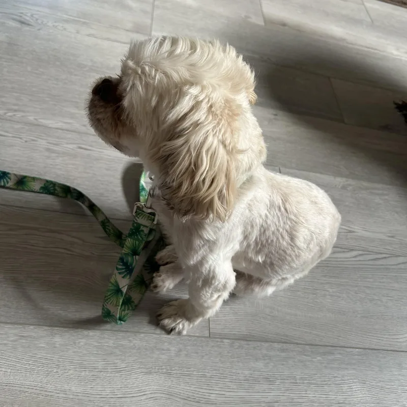 Bentley thumbnail 3