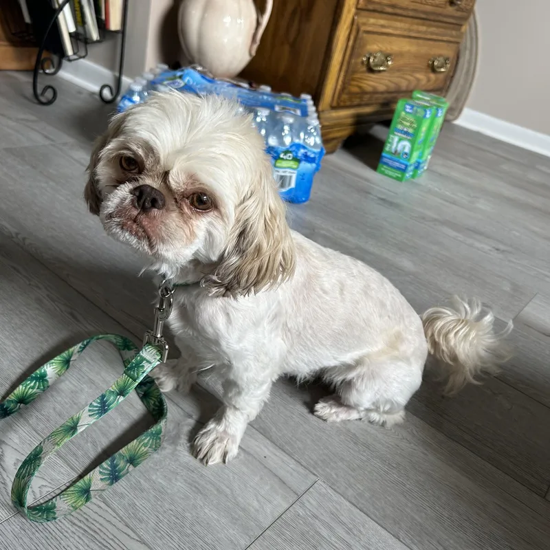 Bentley thumbnail 4