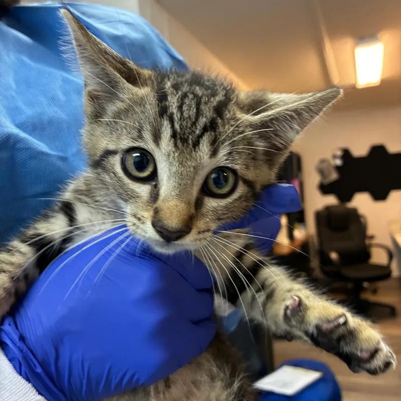 A baby small-sized male Brown / Chocolate Domestic Short Hair cat named Rodrigo for adoption in Pensacola, FL