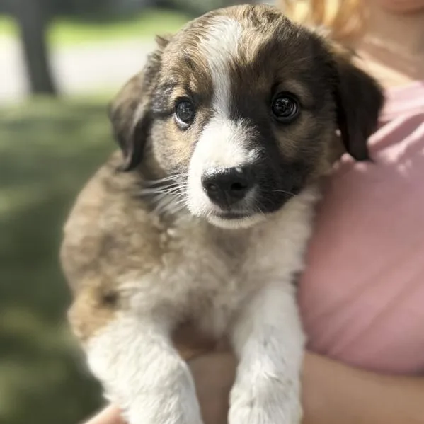 Zorro