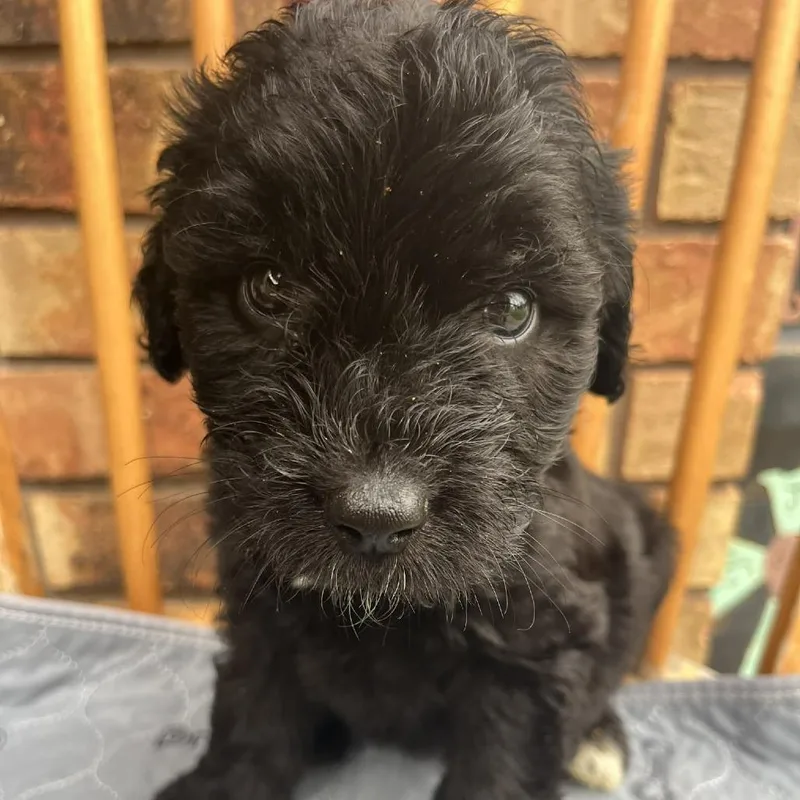 Theodore thumbnail 2