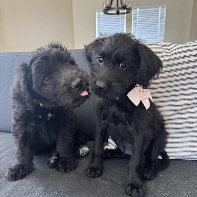 Theodore thumbnail 3