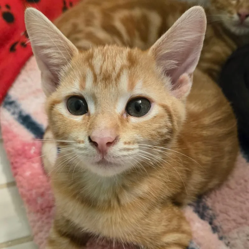 A baby medium-sized male Domestic Short Hair cat named Fussel for adoption in South Bend, IN