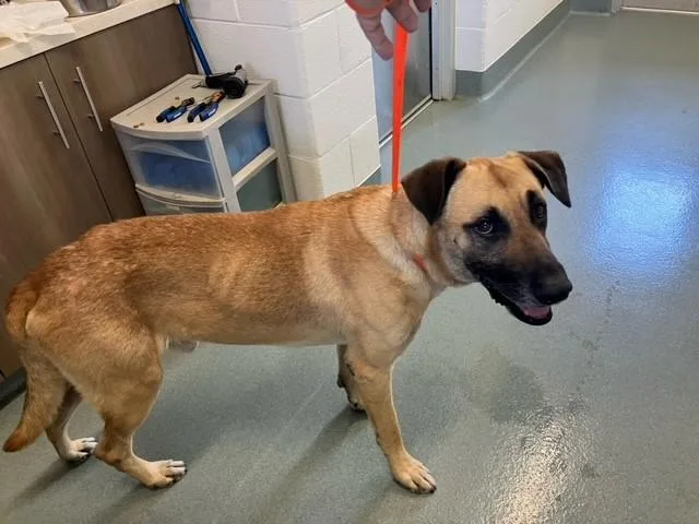 An adult extra large-sized male German Shepherd Dog dog named Dion for adoption in Baytown, TX