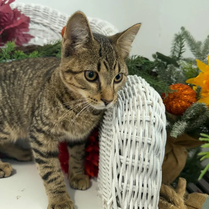 A baby medium-sized male Brown / Chocolate Domestic Short Hair cat named Pounce Swan for adoption in Eaton Rapids, MI