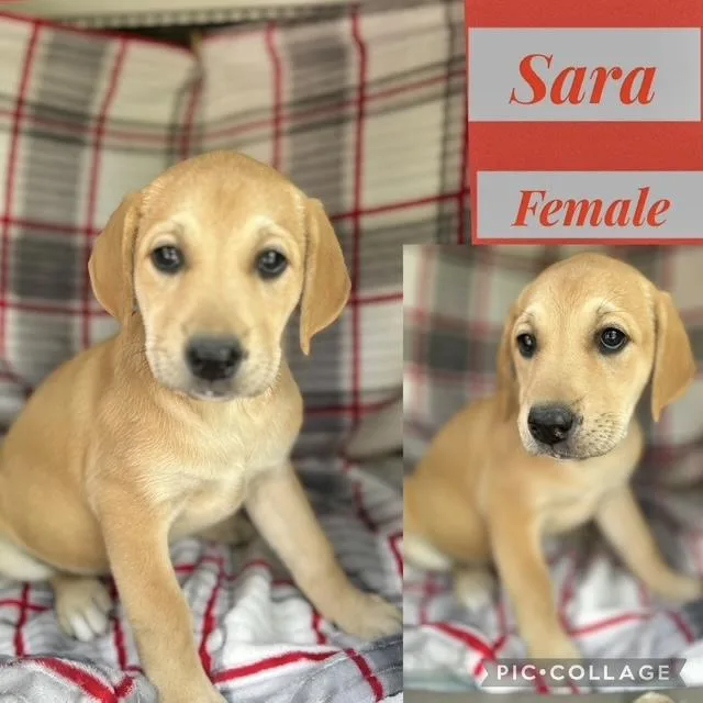 A baby medium-sized female Labrador Retriever dog named Sara for adoption in Manchester, CT