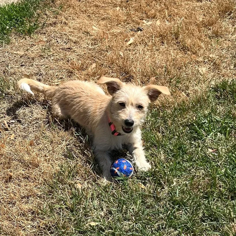 A young small-sized female Terrier dog named Winnie for adoption in Collingswood, NJ