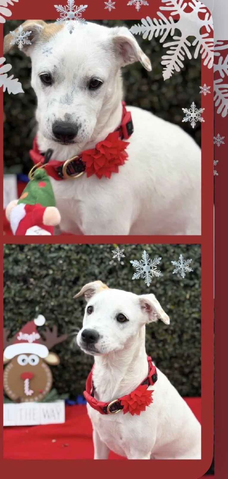 A young medium-sized female White / Cream Jack Russell Terrier dog named Flower –  Month for adoption in Mesa, AZ