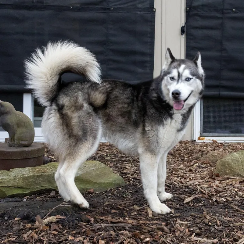 An adult medium-sized male White / Cream Husky dog named Kodiak for adoption in McKean, PA