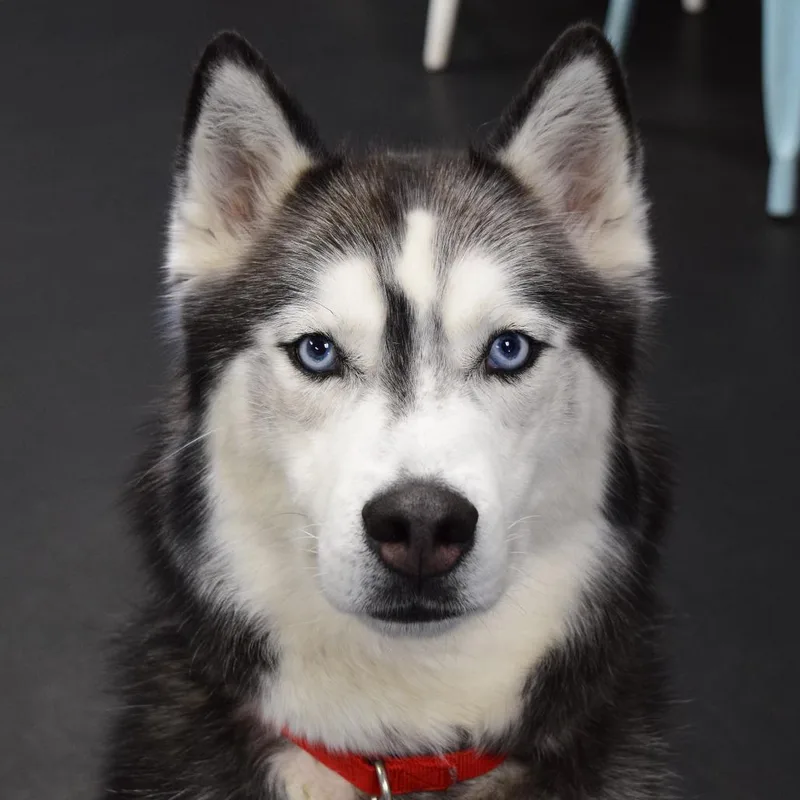 Kodiak thumbnail 2