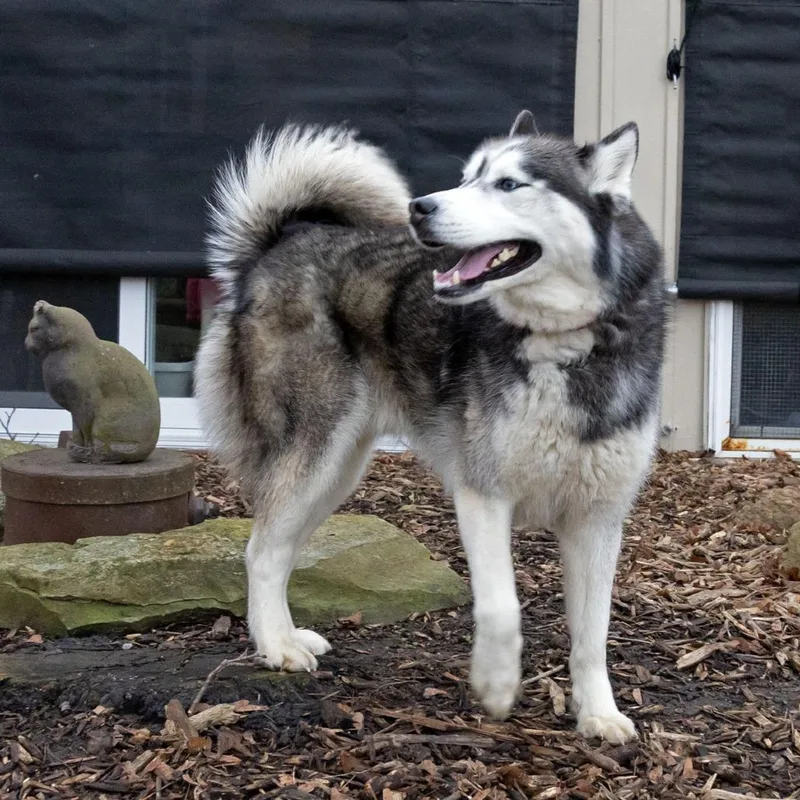 Kodiak thumbnail 3