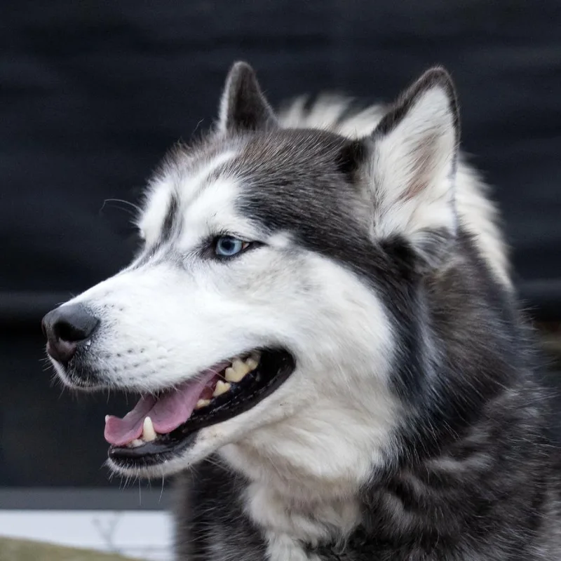 Kodiak thumbnail 5