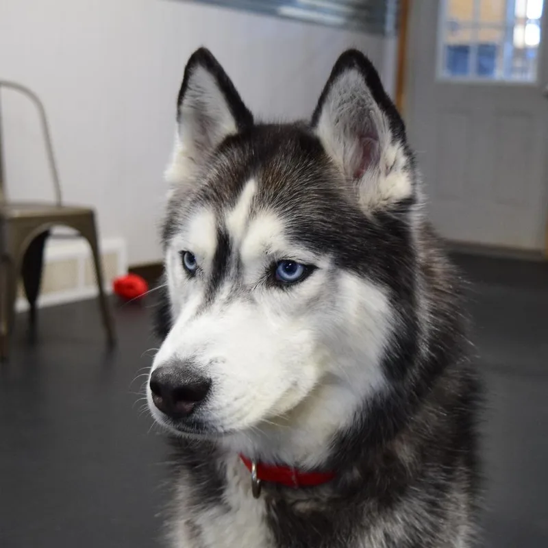 Kodiak thumbnail 6