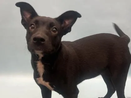 A baby large-sized female Retriever dog named Willow Nightingale for adoption in Golden Valley, MN