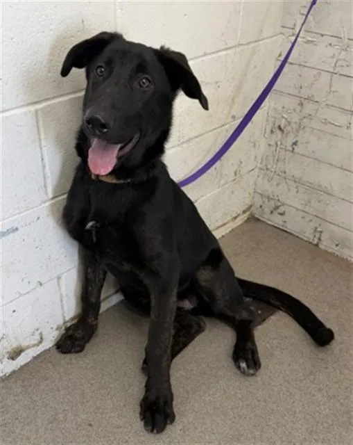A young medium-sized female German Shepherd Dog dog named Linda for adoption in San Bernardino, CA