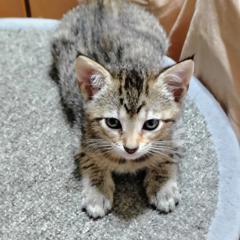 A baby small-sized female Brown / Chocolate Domestic Short Hair cat named Lark for adoption in Chattanooga, TN