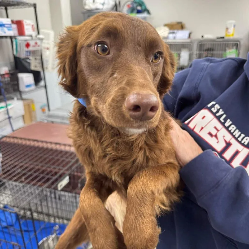 An adult medium-sized female Brown / Chocolate Mixed Breed dog named Dove for adoption in Fredericksburg, VA