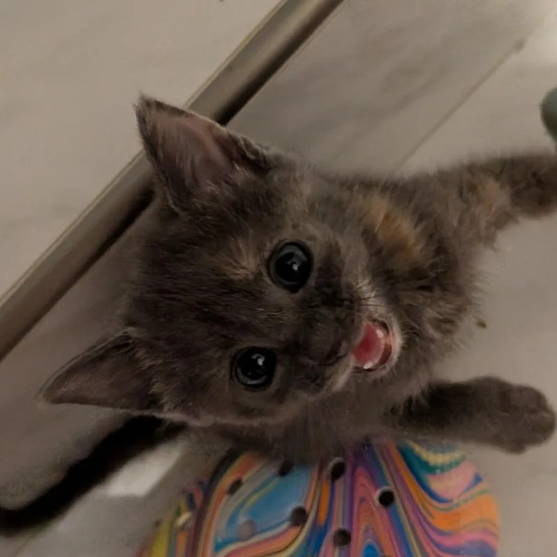 A baby small-sized female Domestic Short Hair cat named Maisy for adoption in Fairfax, VA
