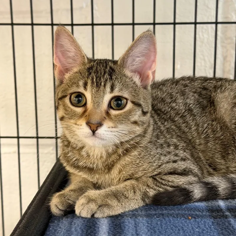 A baby small-sized female Gray / Blue / Silver Domestic Short Hair cat named Dandelion for adoption in Hampton Bays, NY