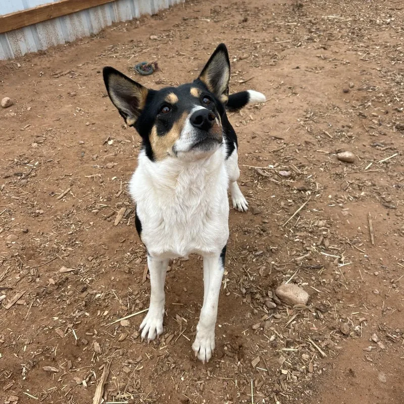 An adult medium-sized female Black Mixed Breed dog named Rosey for adoption in Moab, UT